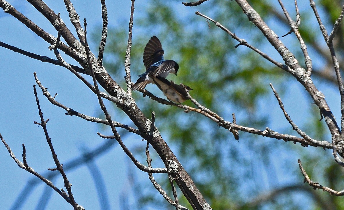 Tree Swallow - Tom Long