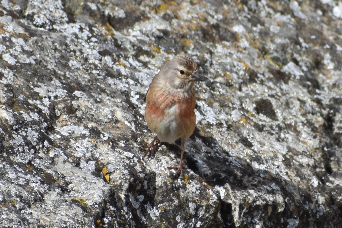 Eurasian Linnet - Tirso Fernandez