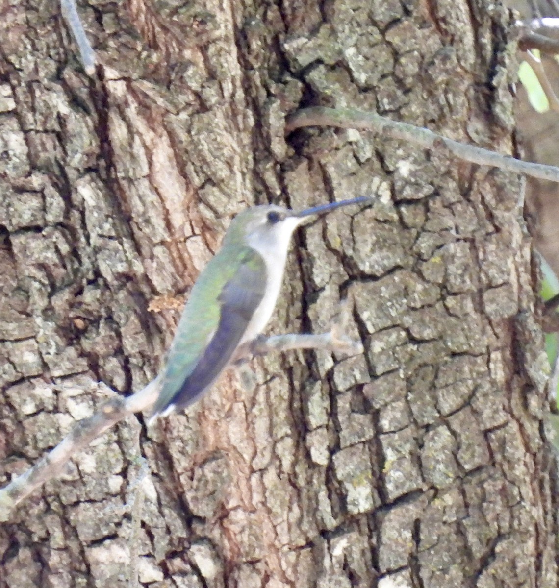 Black-chinned Hummingbird - Christopher Daniels