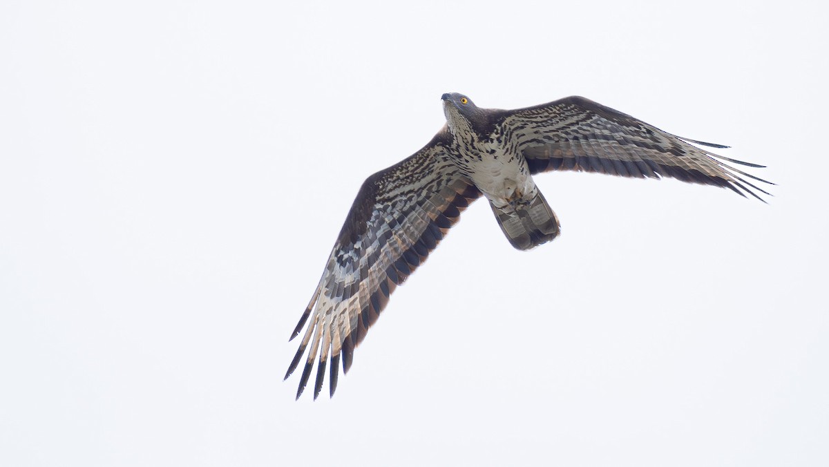 European Honey-buzzard - Simon Tonkin