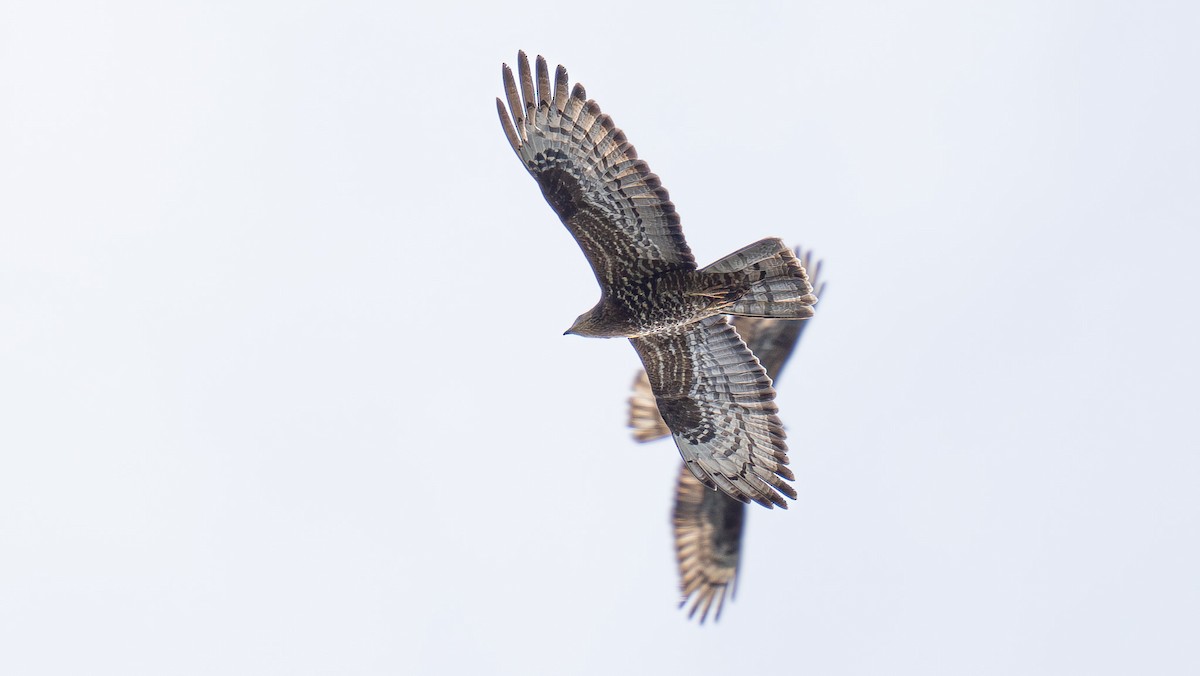 European Honey-buzzard - Simon Tonkin