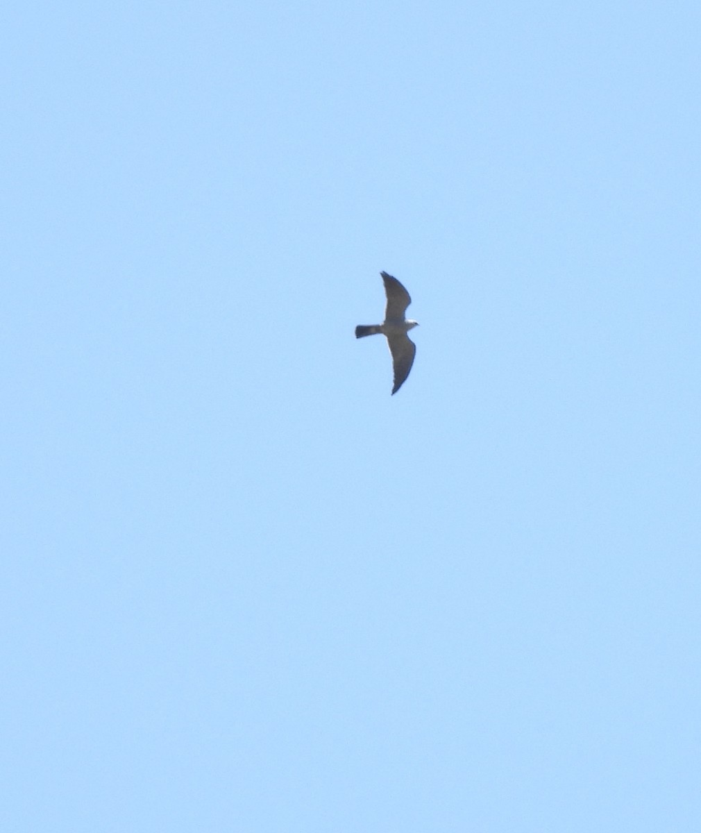 Mississippi Kite - Christopher Daniels