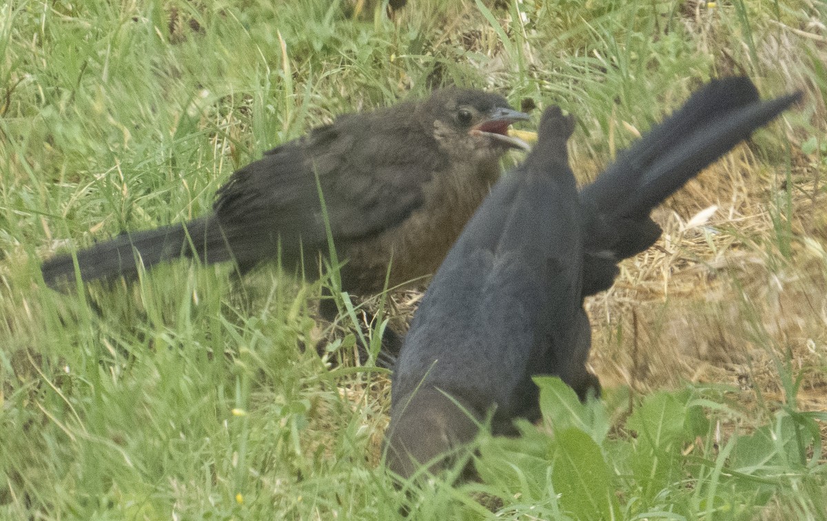 Great-tailed Grackle - ML619293965