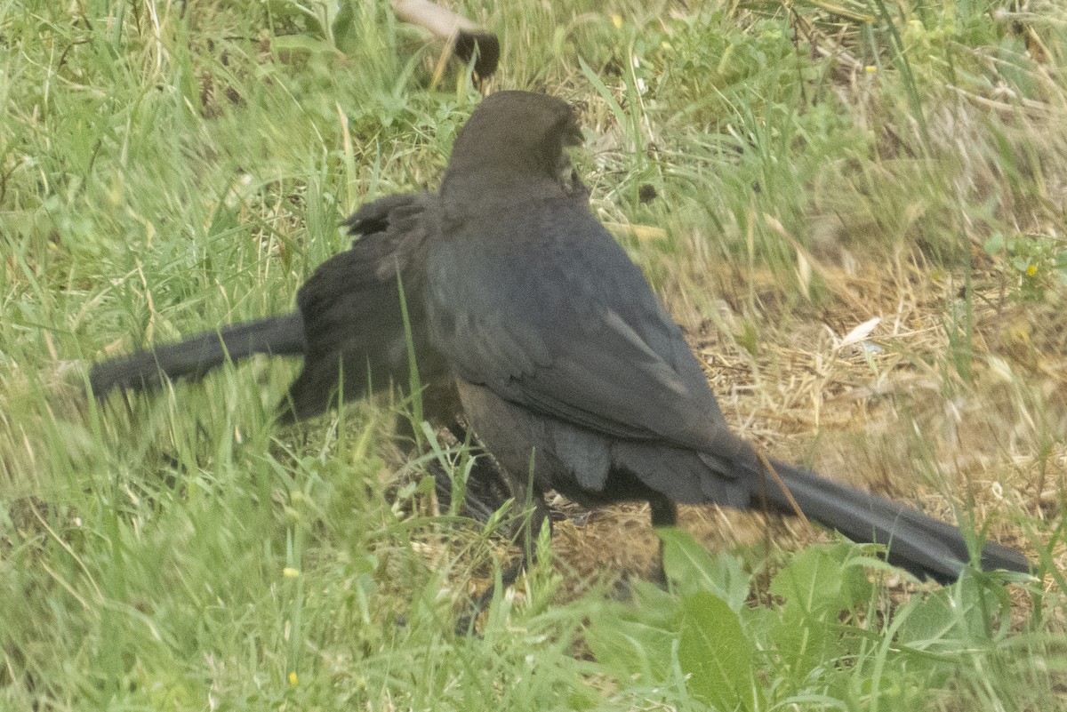 Great-tailed Grackle - ML619293966