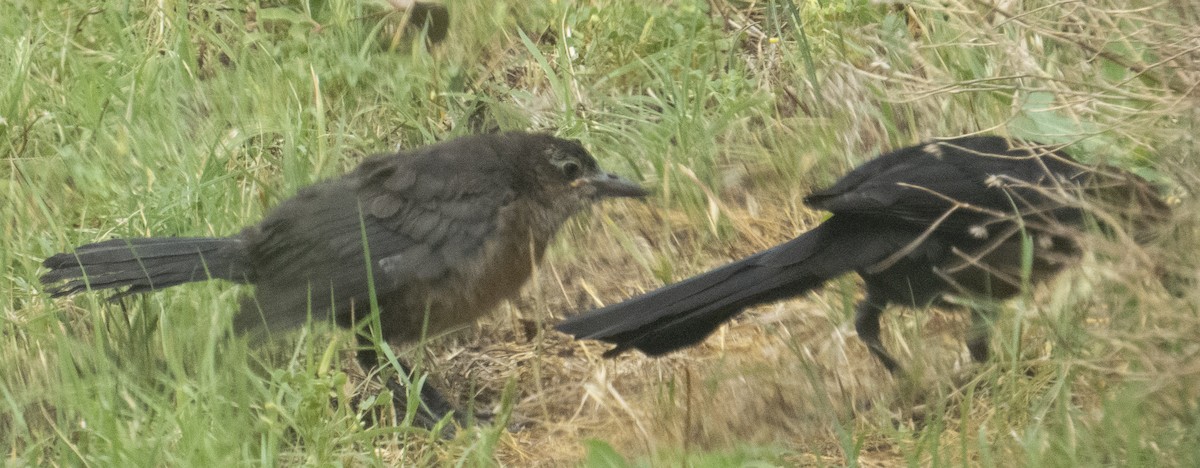 Great-tailed Grackle - ML619293968