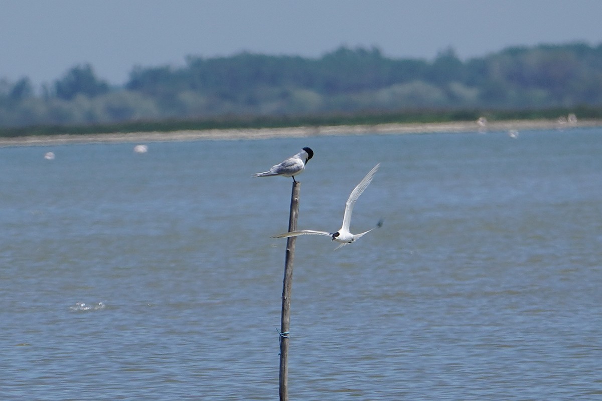 Sandwich Tern - Ben Costamagna