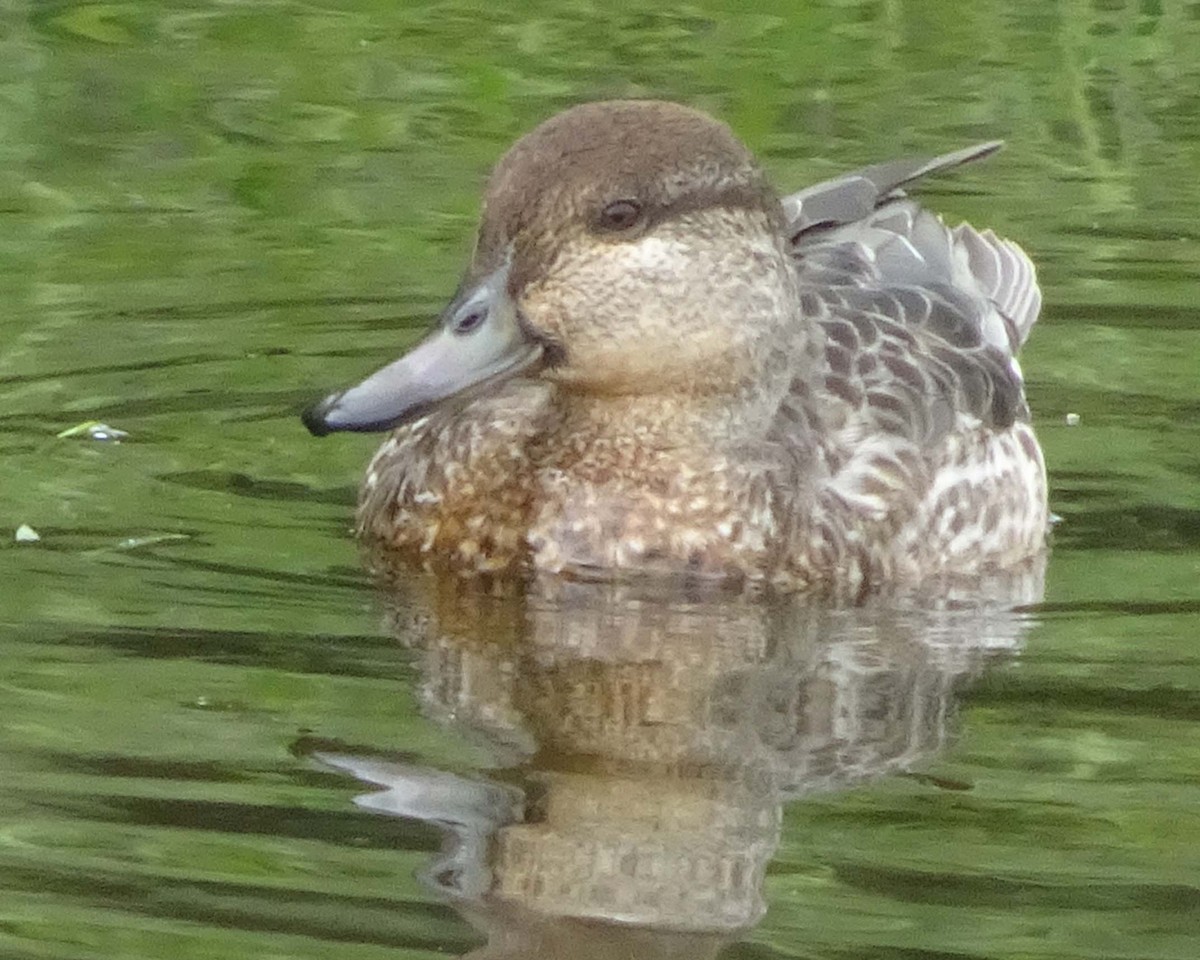 Green-winged Teal - Peter Roberts