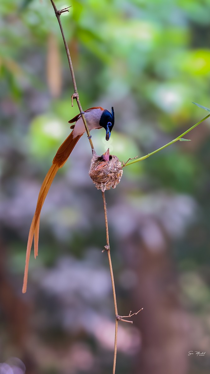 Indian Paradise-Flycatcher - Som Mandal