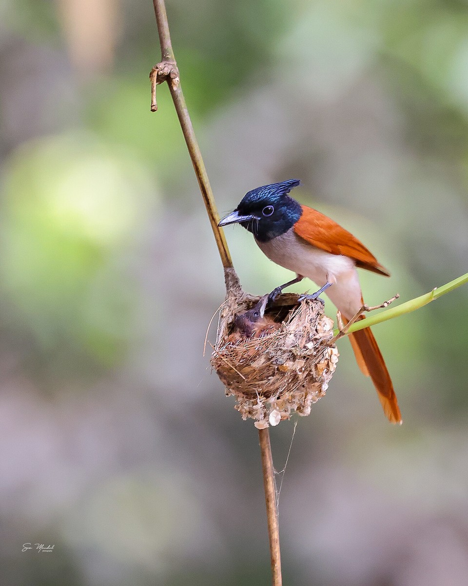 Indian Paradise-Flycatcher - ML619293996