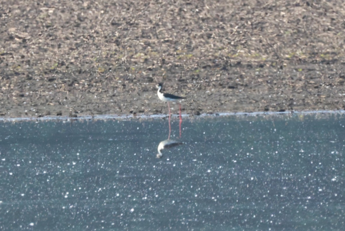 Black-necked Stilt - ML619293998