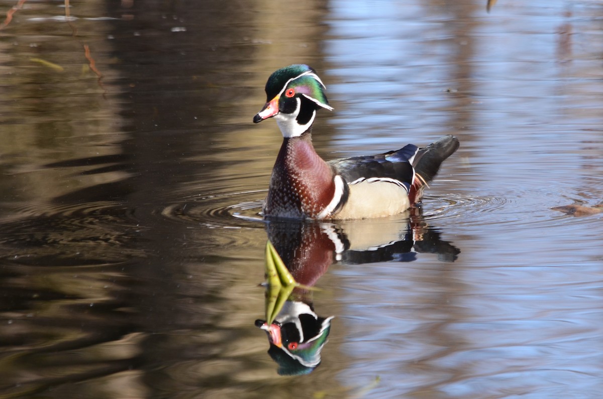 Wood Duck - Alex Gauthier