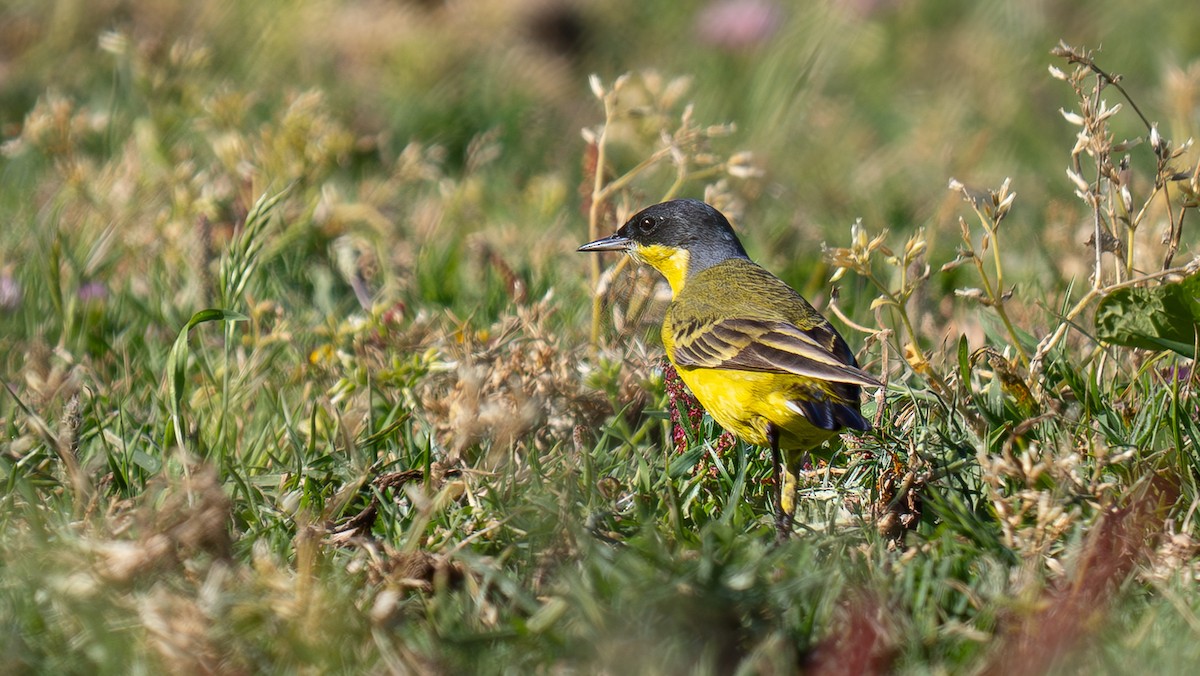 Western Yellow Wagtail (thunbergi) - Simon Tonkin