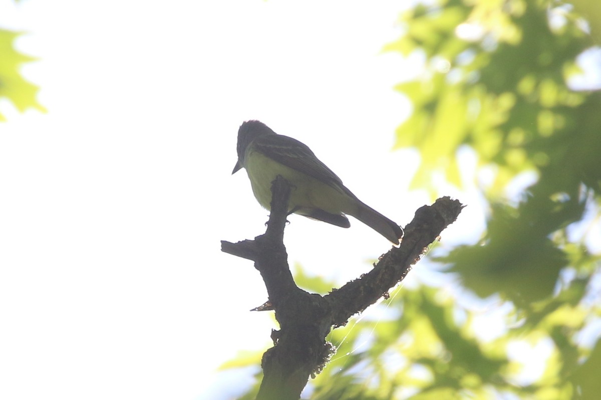 Great Crested Flycatcher - ML619294014