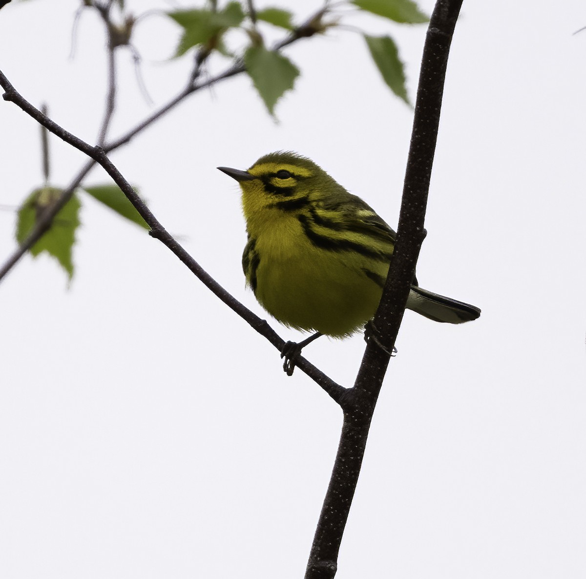 Prairie Warbler - Charles Carlson