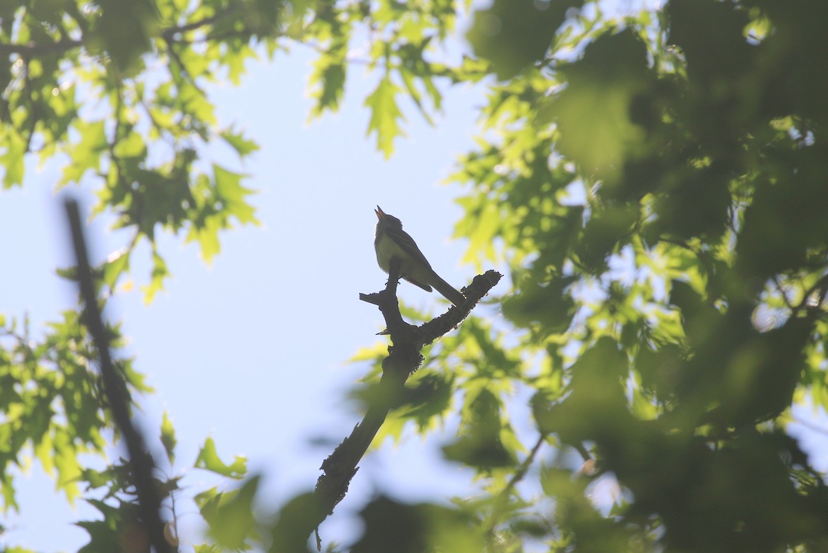 Great Crested Flycatcher - ML619294018