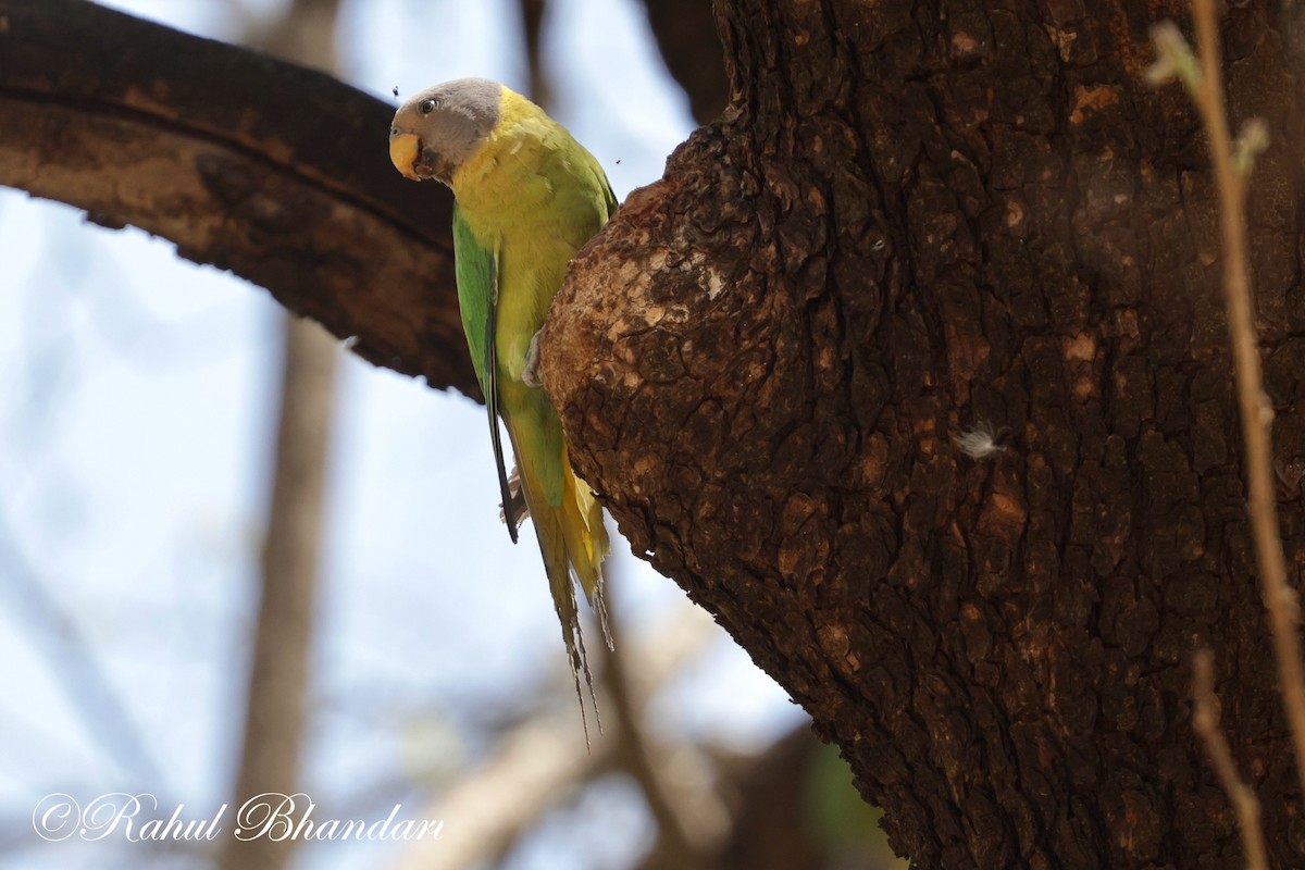 Plum-headed Parakeet - Rahul Bhandari