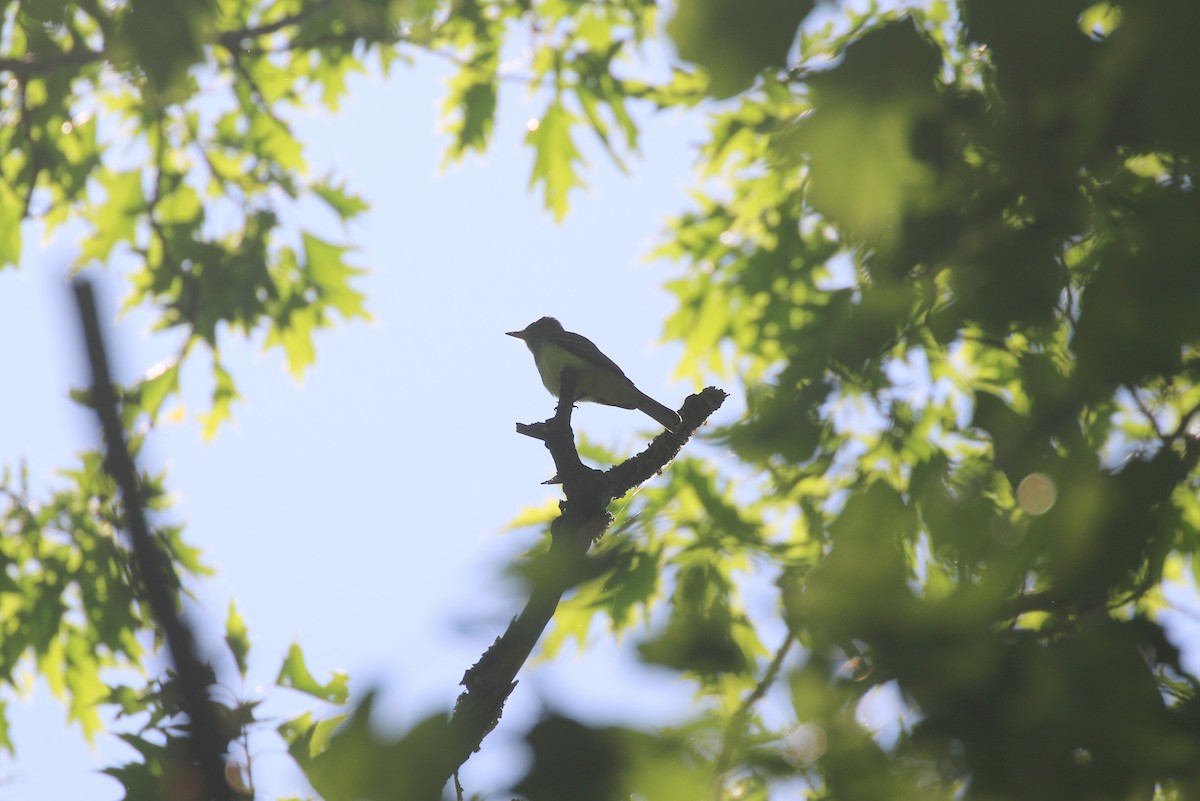 Great Crested Flycatcher - ML619294026