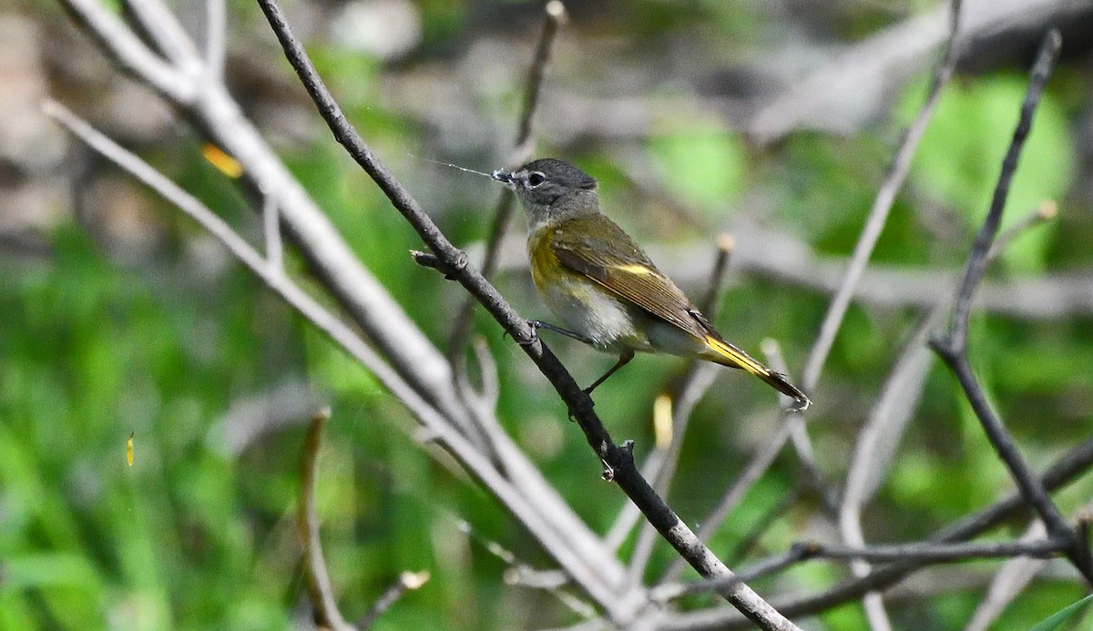 American Redstart - Tom Long