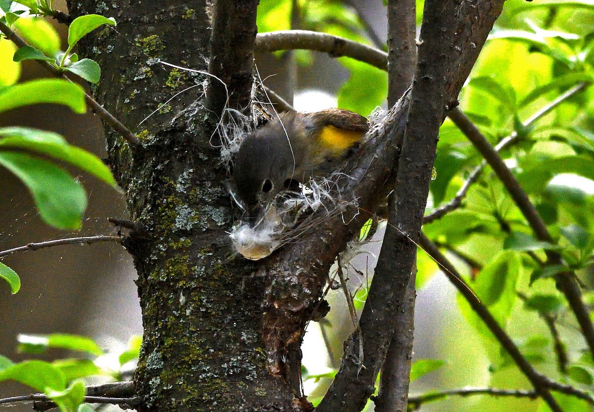 American Redstart - Tom Long