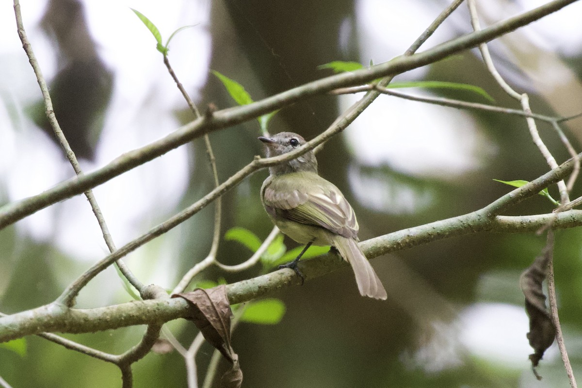 Greenish Elaenia - Krista Oswald