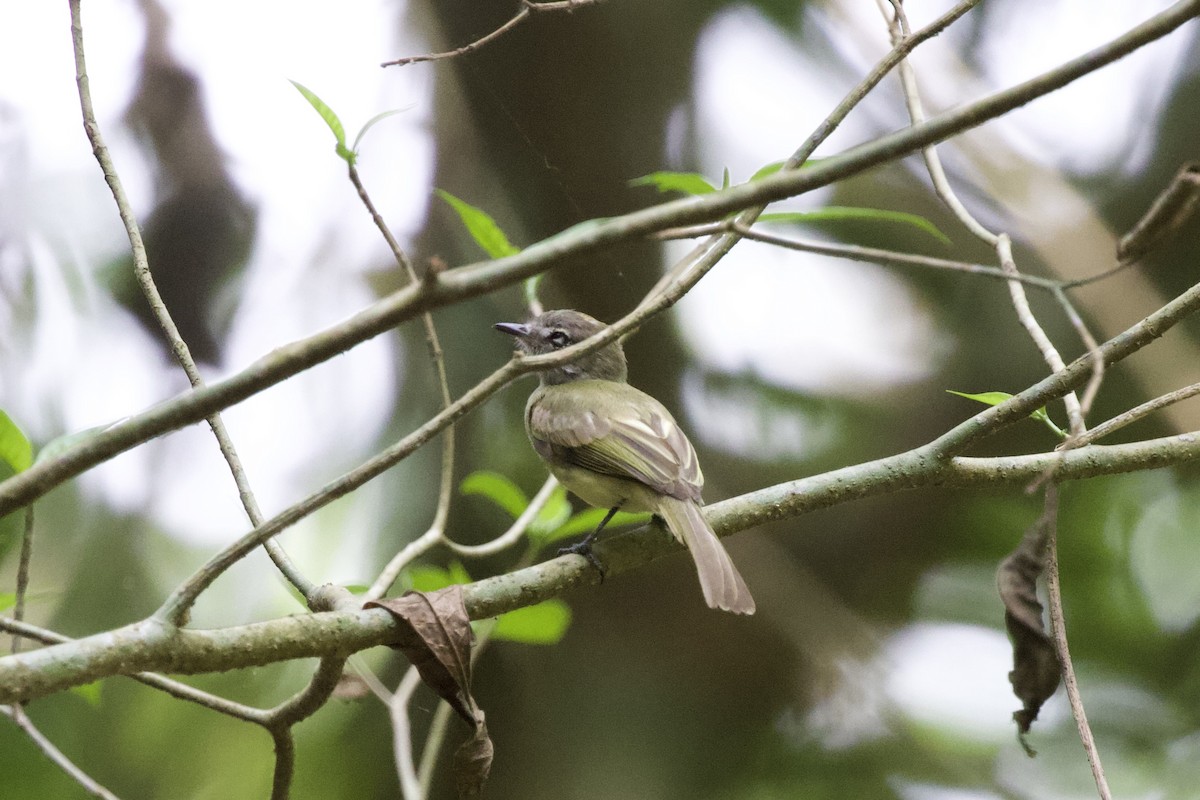 Greenish Elaenia - Krista Oswald