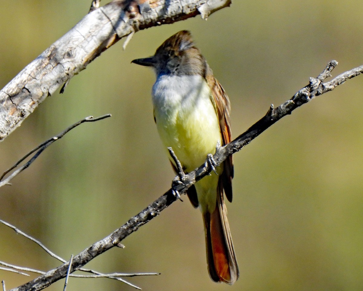 Brown-crested Flycatcher - ML619294073