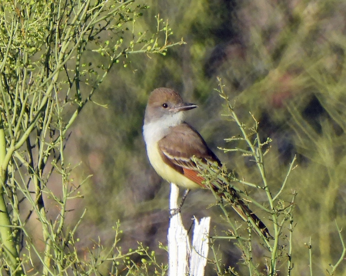 Brown-crested Flycatcher - ML619294074