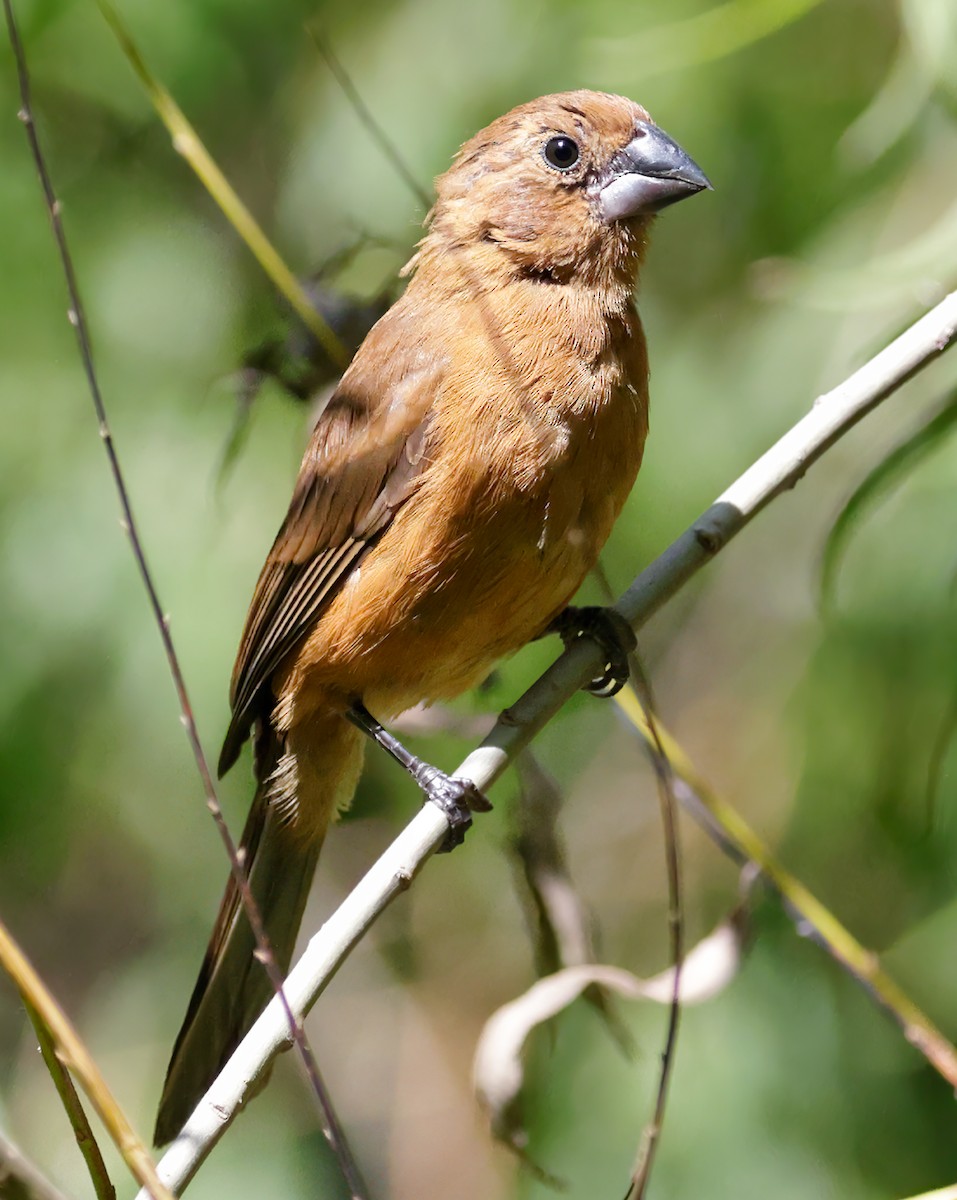 Glaucous-blue Grosbeak - Anonymous