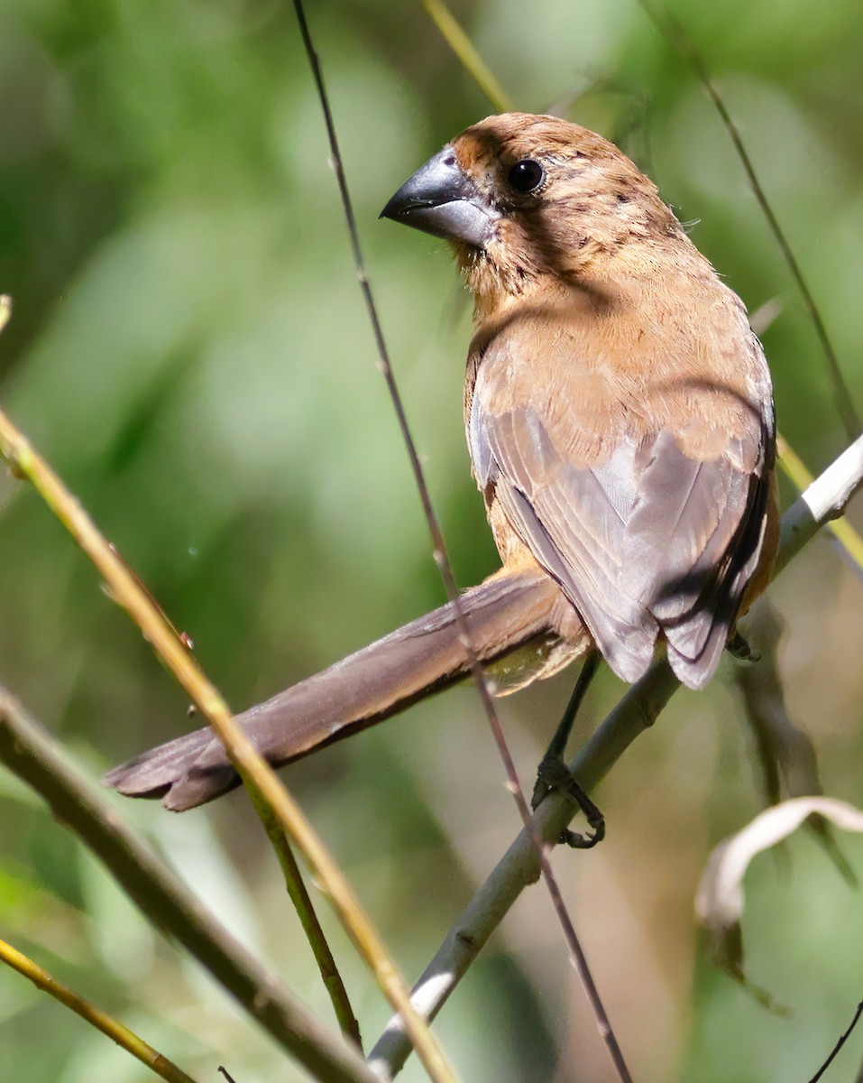 Glaucous-blue Grosbeak - Anonymous