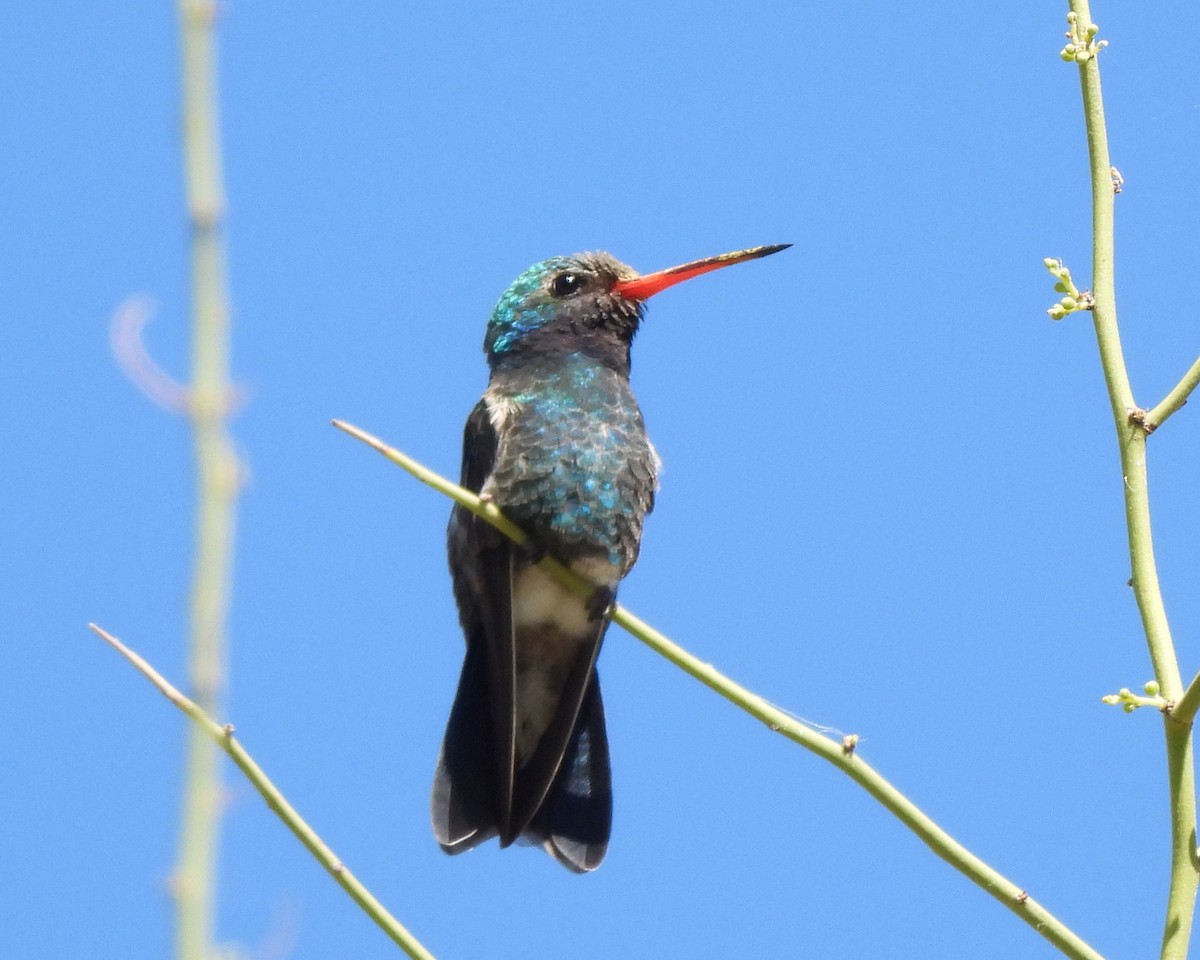 Broad-billed Hummingbird - ML619294081