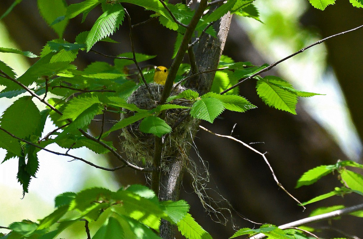 Yellow Warbler - Tom Long