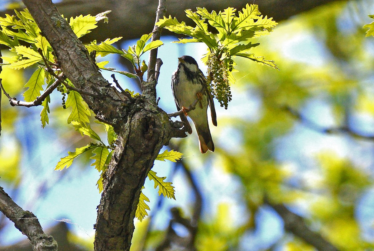 Blackpoll Warbler - Tom Long