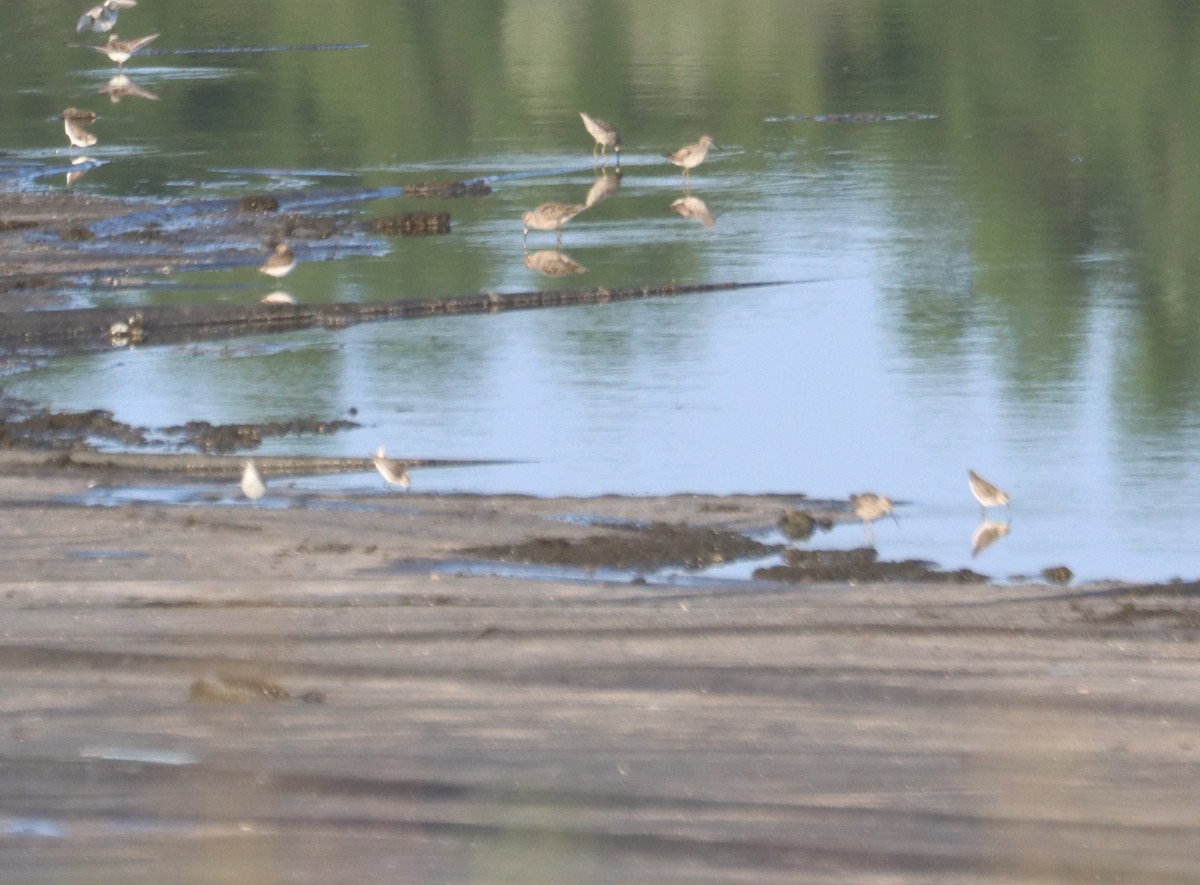 Stilt Sandpiper - Juli deGrummond