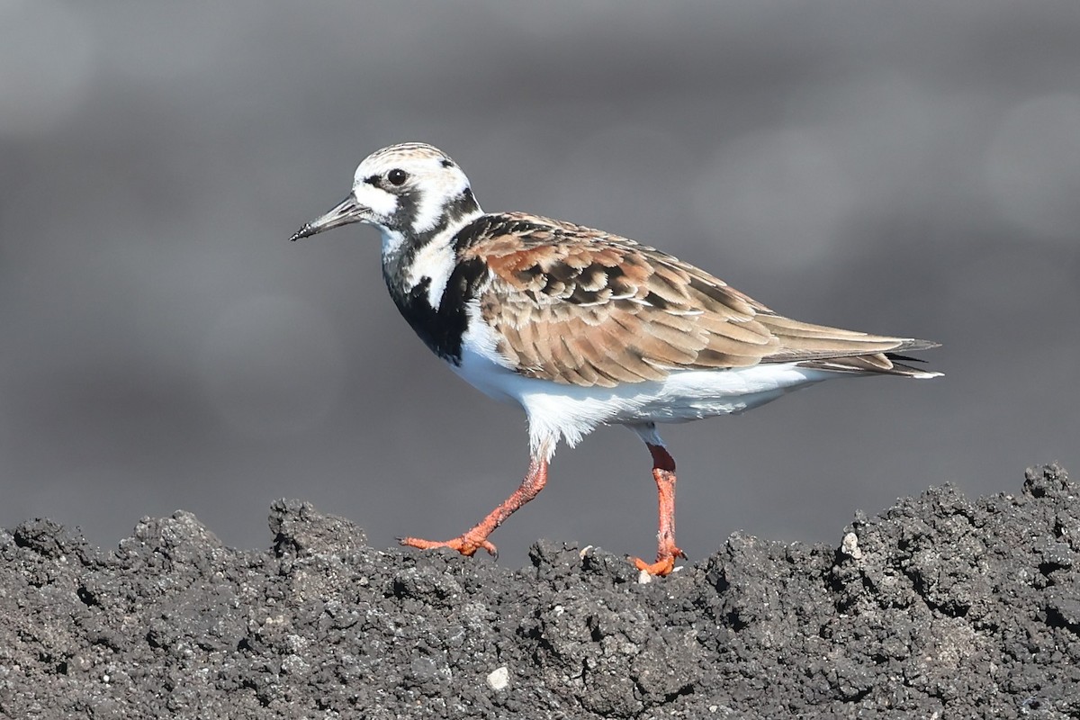 Ruddy Turnstone - ML619294112