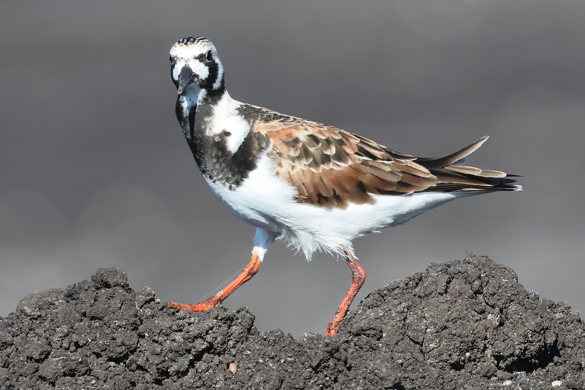 Ruddy Turnstone - ML619294113