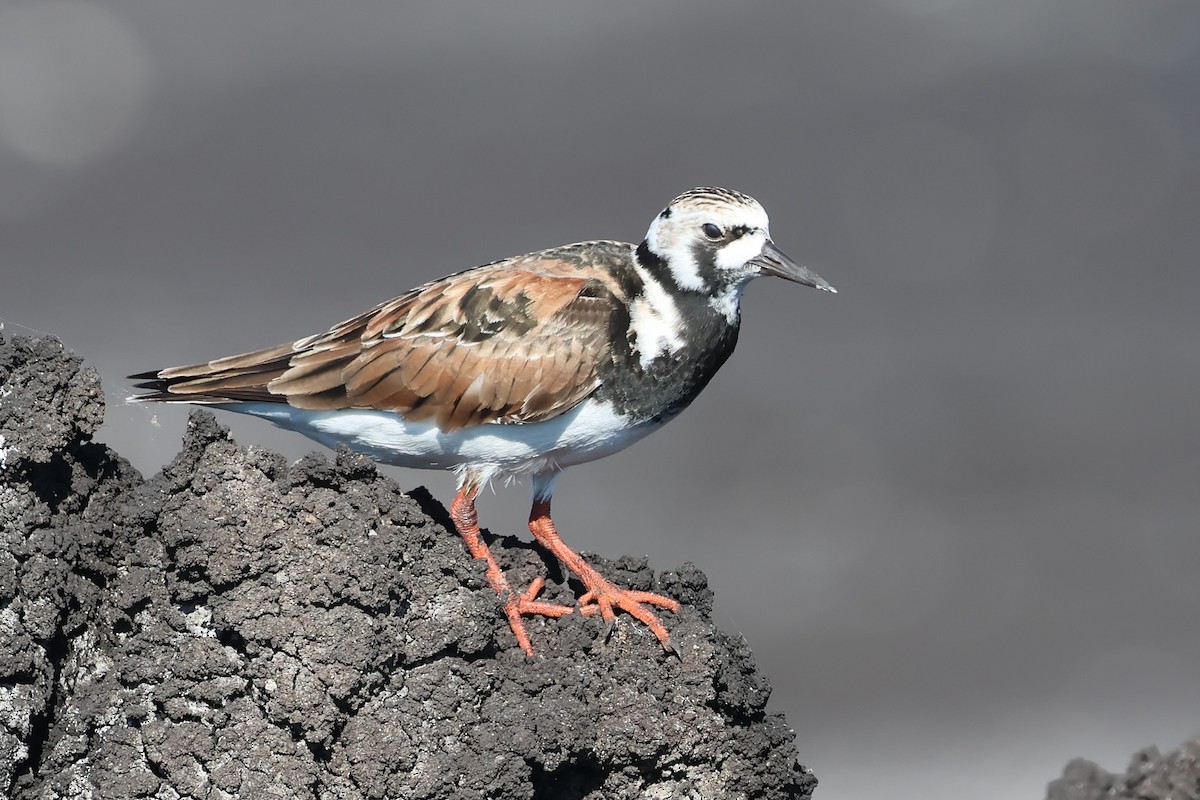 Ruddy Turnstone - PJ Pulliam