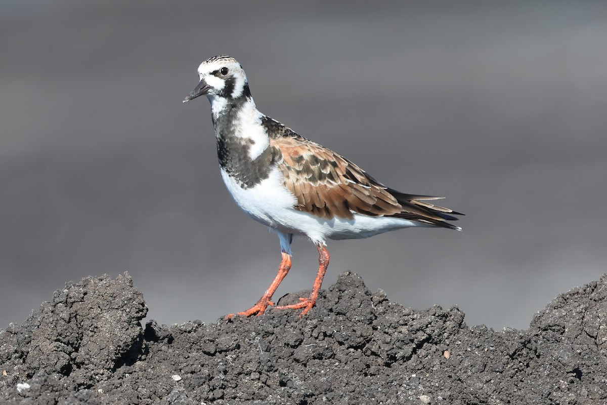 Ruddy Turnstone - PJ Pulliam