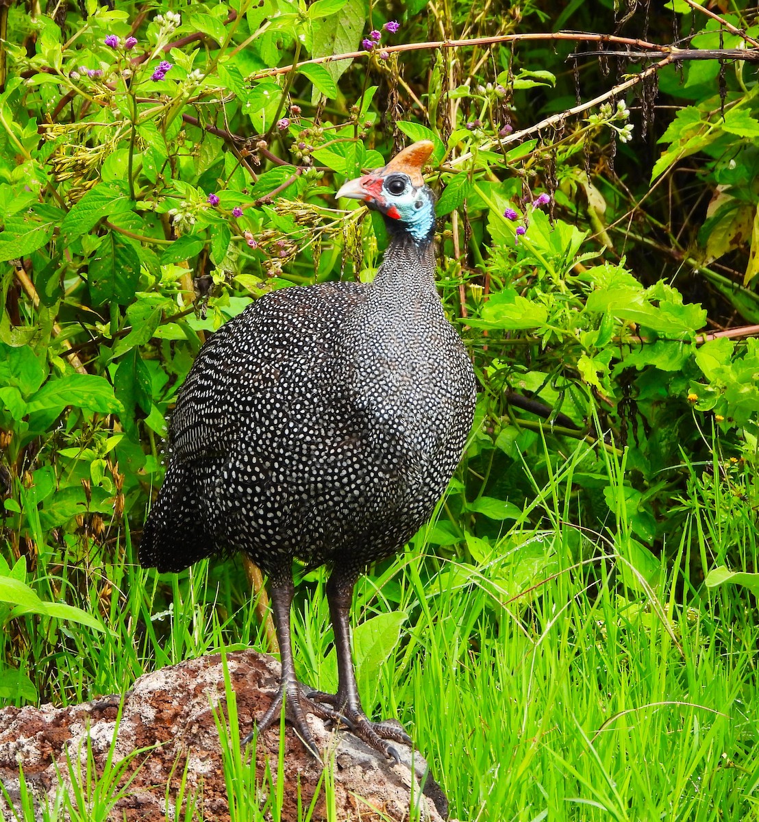 Helmeted Guineafowl - Lynn Scarlett