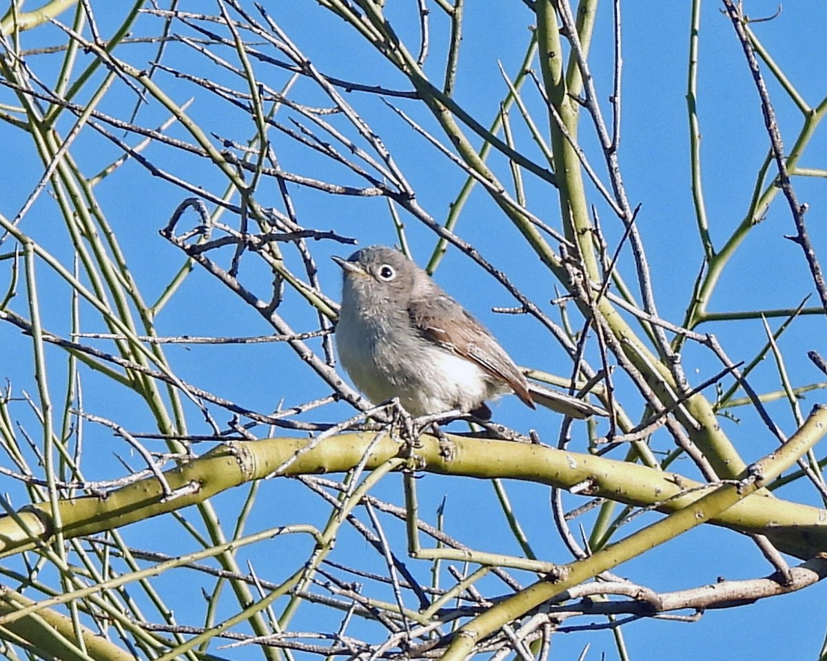 Blue-gray Gnatcatcher - ML619294130