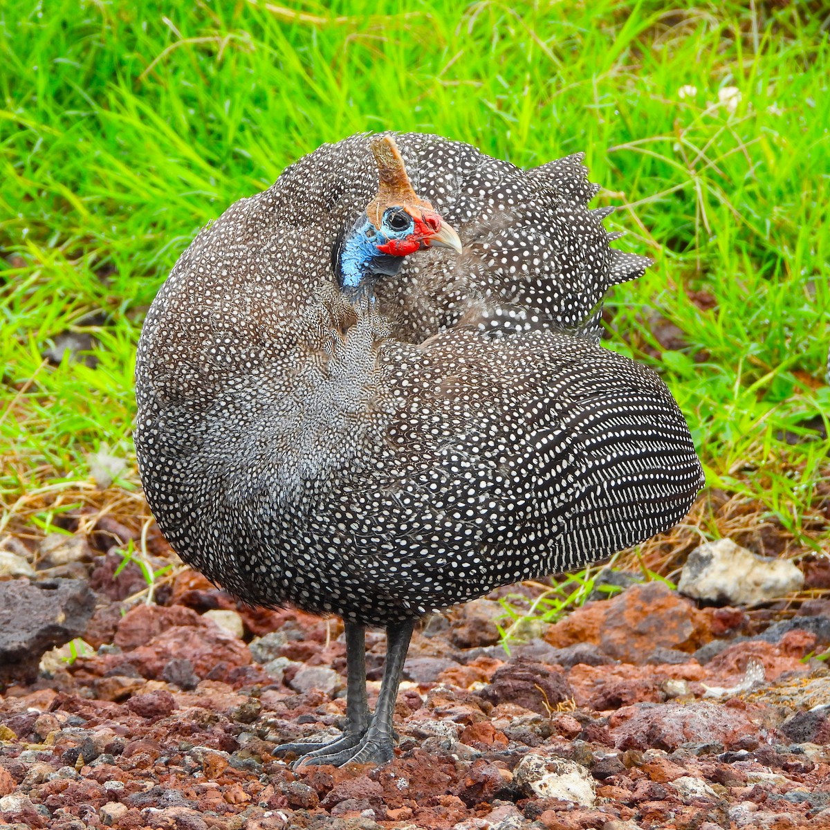 Helmeted Guineafowl - Lynn Scarlett