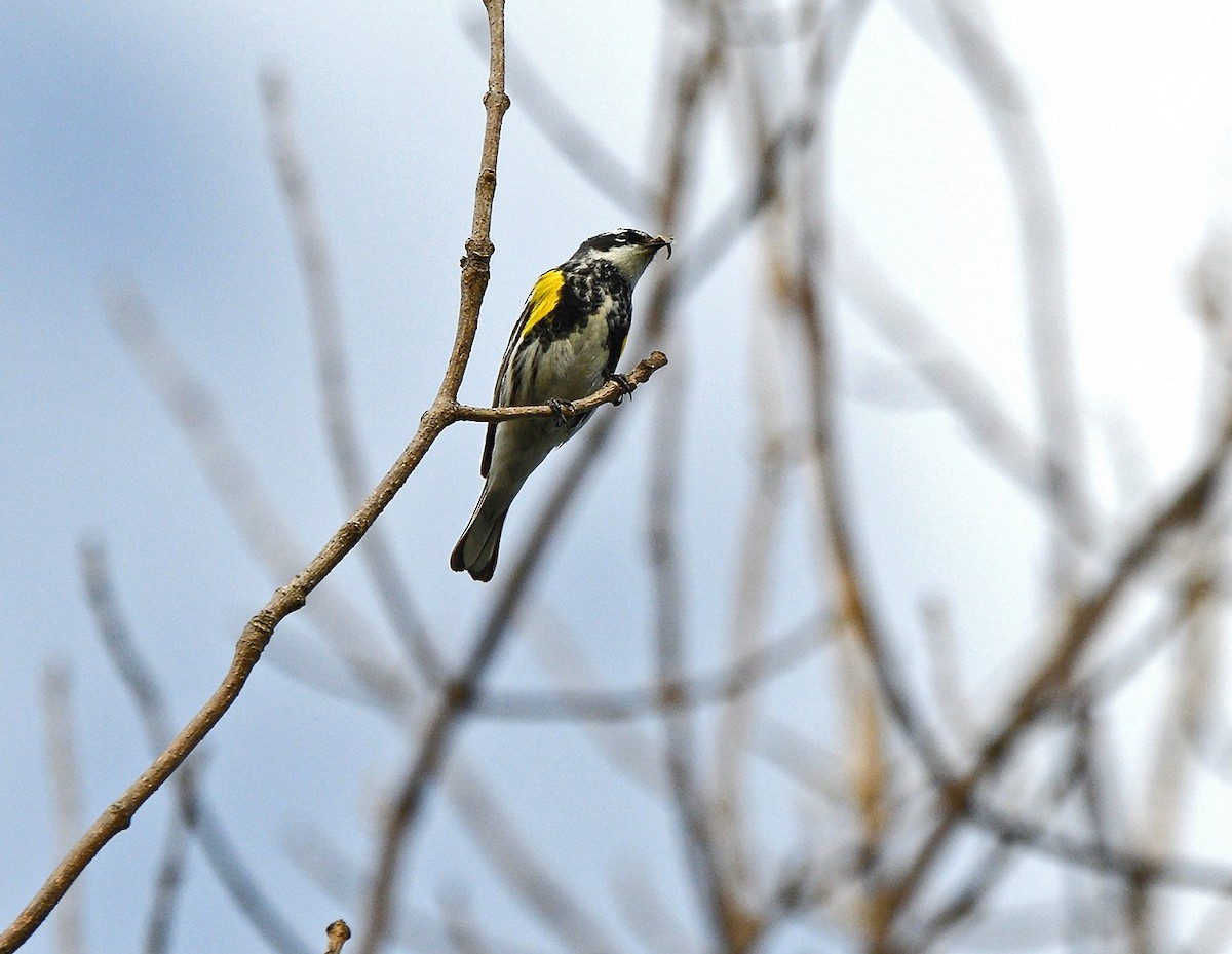 Yellow-rumped Warbler - Tom Long