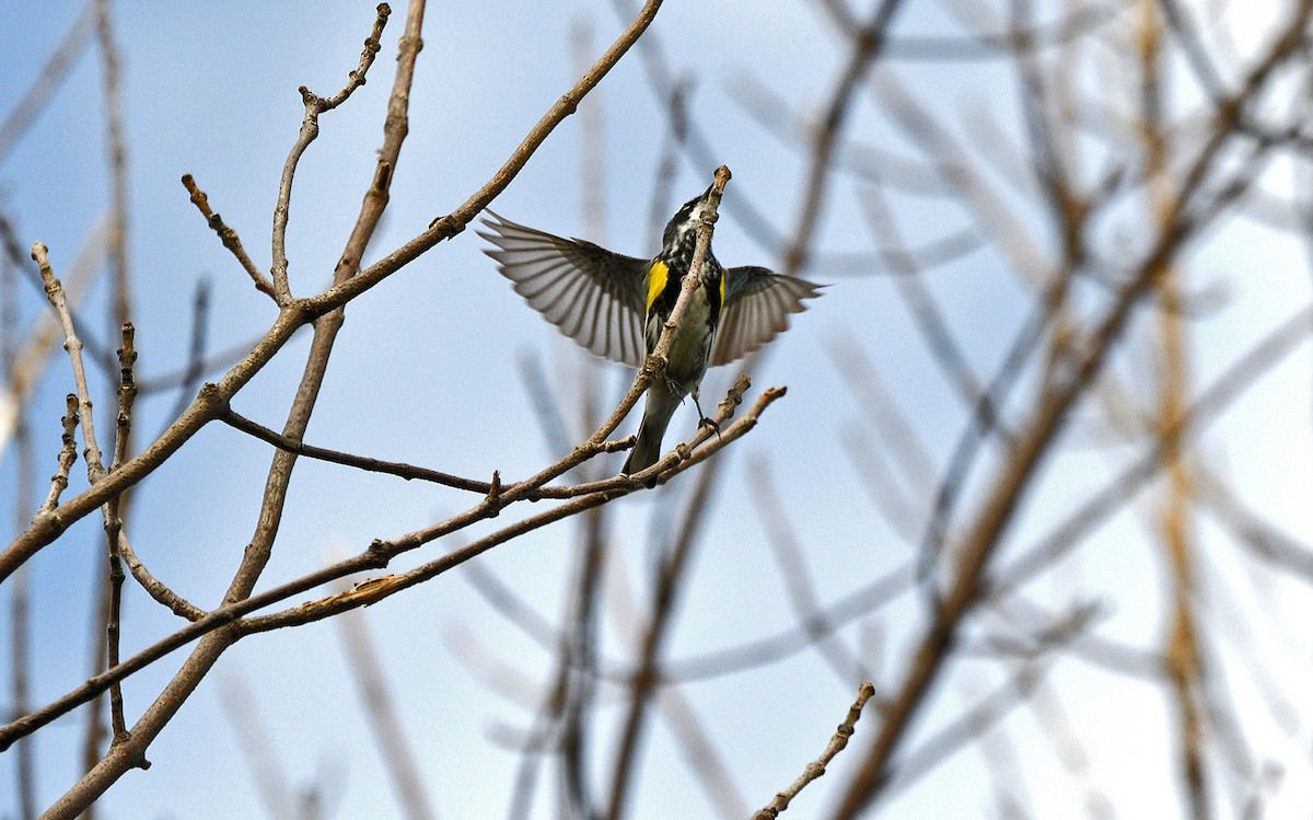 Yellow-rumped Warbler - Tom Long