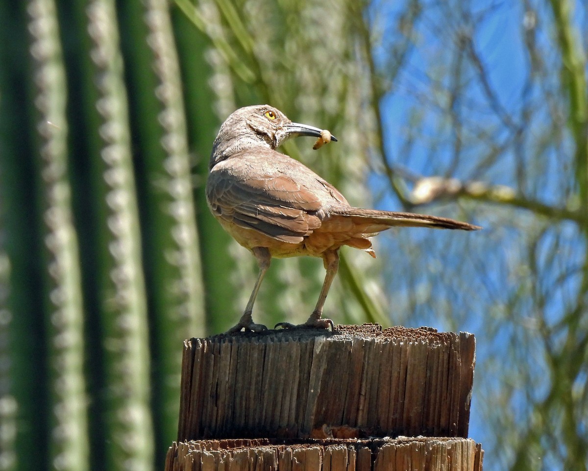 Curve-billed Thrasher - ML619294146