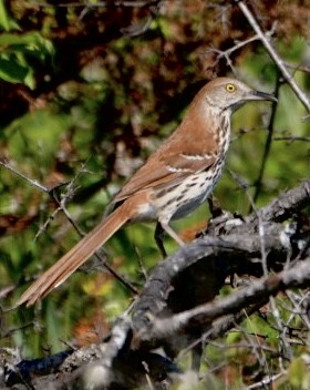 Brown Thrasher - jason from Ontario