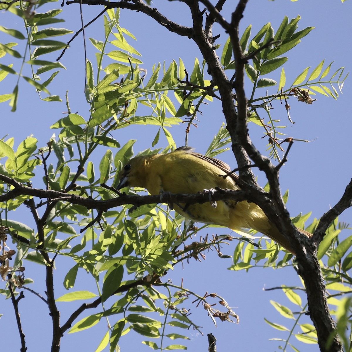 Orchard Oriole - Michael Burkhart