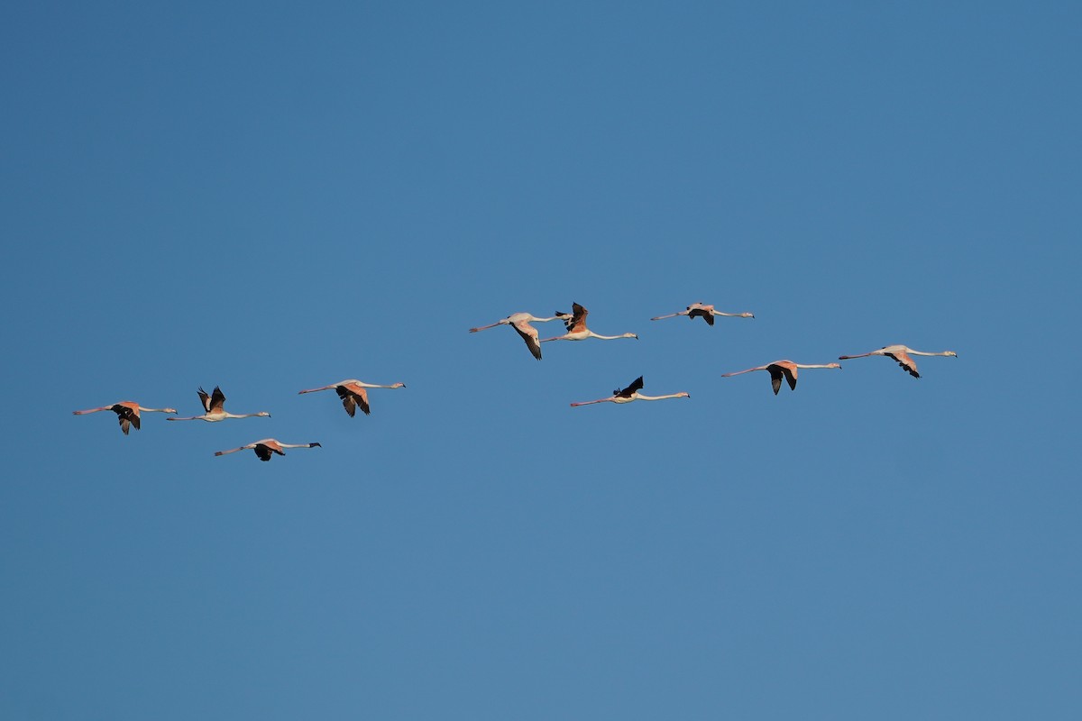 Greater Flamingo - Ben Costamagna