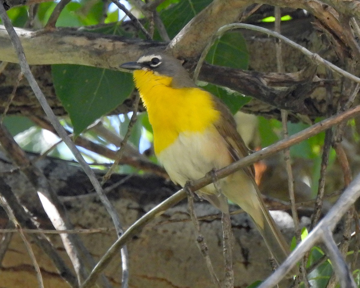 Yellow-breasted Chat - ML619294161