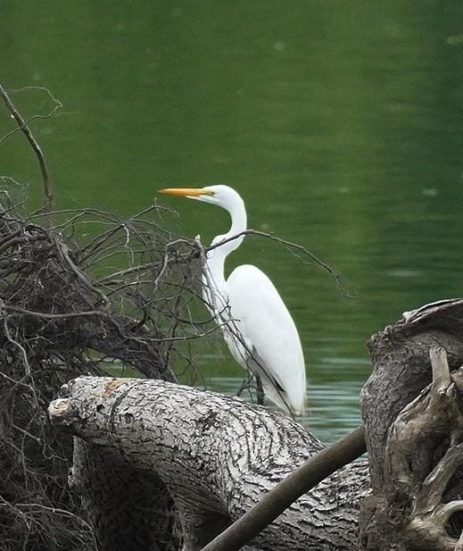 Great Egret - ML619294166