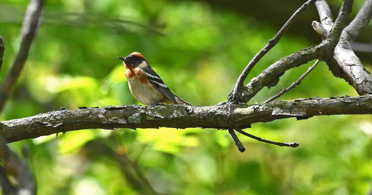 Bay-breasted Warbler - Tom Long