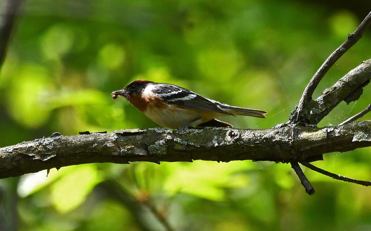 Bay-breasted Warbler - Tom Long